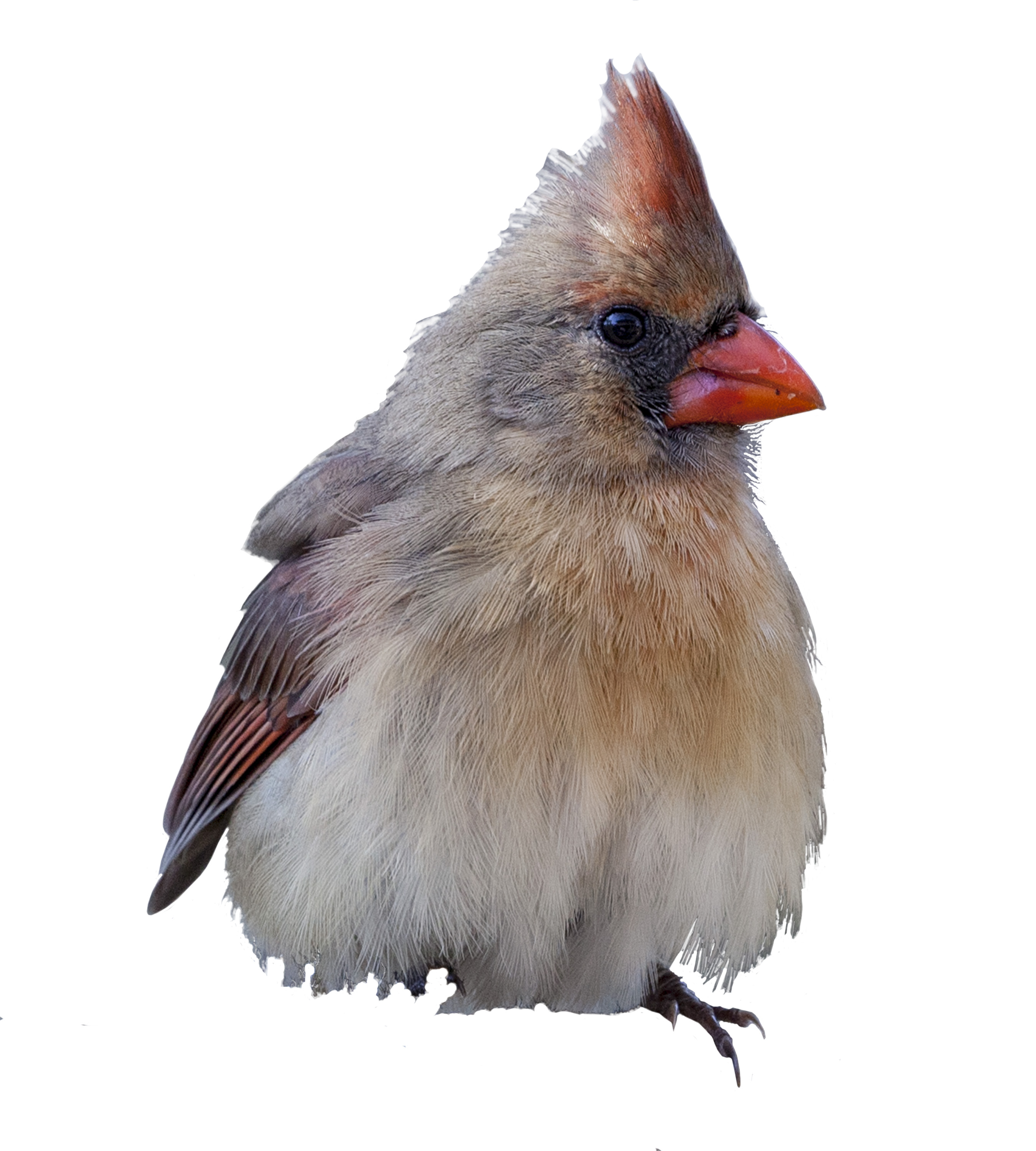 cardinal female.jpg